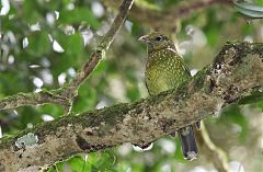 Green Catbird